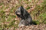 SKYE TERRIER 078